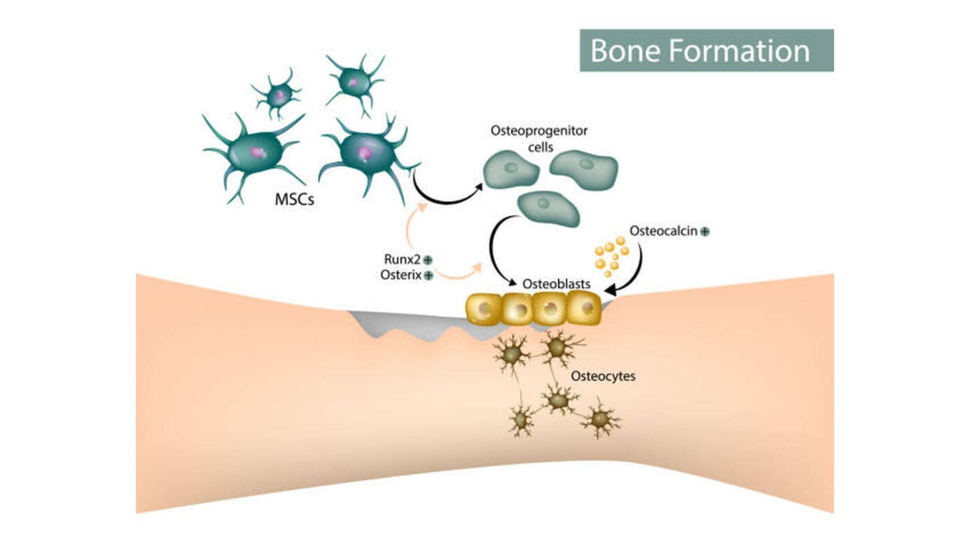 Stem Cell Therapy Medellin Colombia Regenerative Medicine