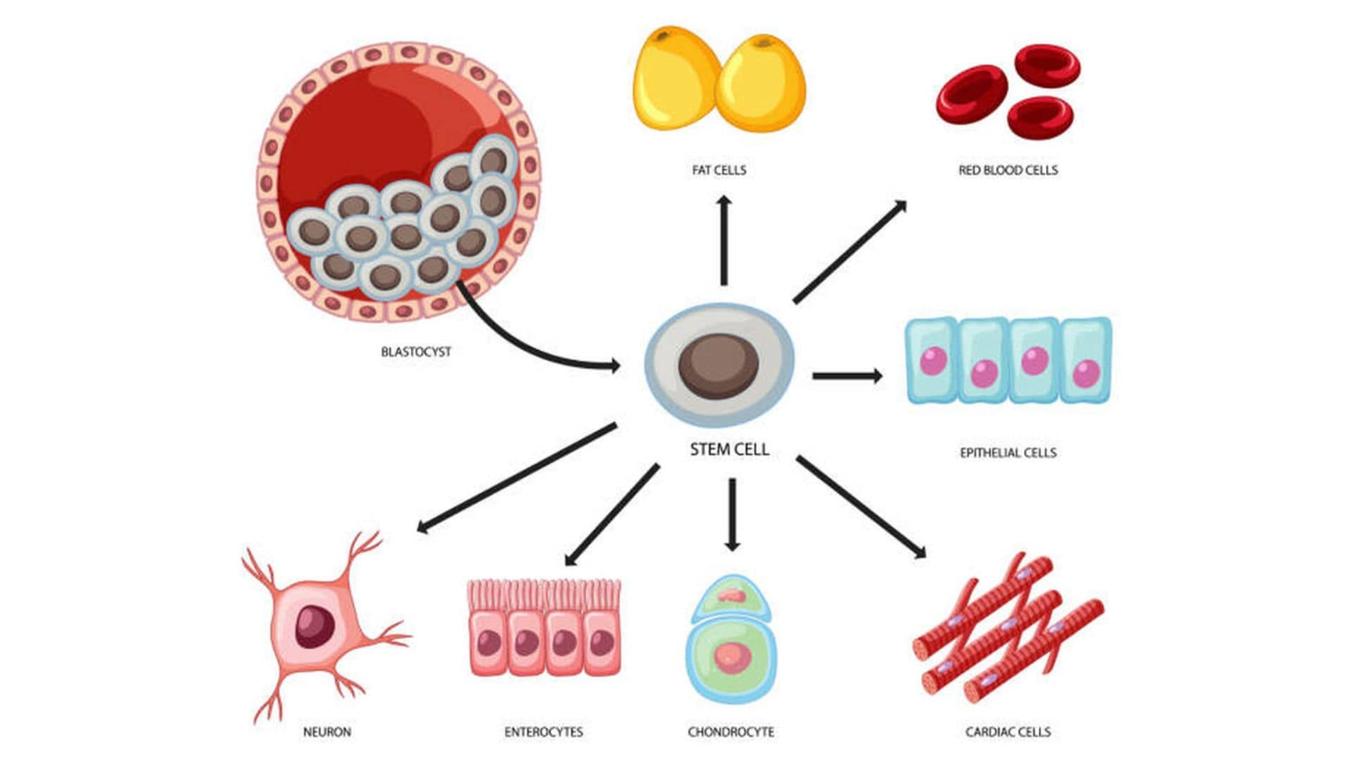Stem Cell Therapy in Medellin with Trusted Care